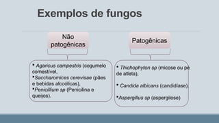 Exemplos de fungos
Patogênicas
Não
patogênicas
 Agaricus campestris (cogumelo
comestível,
Saccharomices cerevisae (pães
e bebidas alcoólicas),
Penicillium sp (Penicilina e
queijos).
 Thichophyton sp (micose ou pé
de atleta),
 Candida albicans (candidíase),
Aspergillus sp (aspergilose)
 