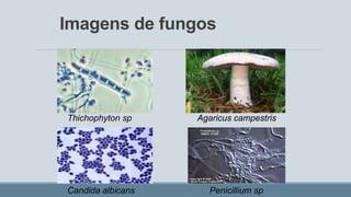 Imagens de fungos
Thichophyton sp Agaricus campestris
Candida albicans Penicillium sp
 