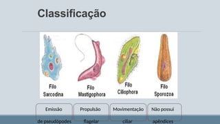 Classificação
Emissão Propulsão Movimentação Não possui
de pseudópodes flagelar ciliar apêndices
 