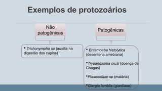 Exemplos de protozoários
Patogênicas
Não
patogênicas
 Trichonympha sp (auxilia na
digestão dos cupins)
 Entamoeba histolytica
(desenteria amebiana)
Trypanosoma cruzi (doença de
Chagas)
Plasmodium sp (malária)
Giargia lamblia (giardíase)
 
