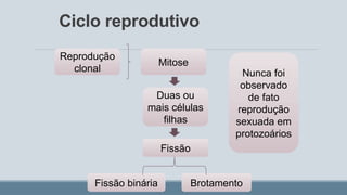 Ciclo reprodutivo
Mitose
Reprodução
clonal
Duas ou
mais células
filhas
Fissão
Brotamento
Fissão binária
Nunca foi
observado
de fato
reprodução
sexuada em
protozoários
 