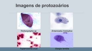 Imagens de protozoários
Trichonympha sp Entamoeba histolytica
Trypanosoma cruzi Giargia lamblia
 