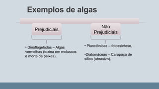 Exemplos de algas
Prejudiciais
Não
Prejudiciais
• Dinoflageladas – Algas
vermelhas (toxina em moluscos
e morte de peixes),
• Planctônicas – fotossíntese,
•Diatomáceas – Carapaça de
sílica (abrasivo).
 