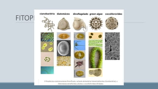 FITOPLANCTONS
 