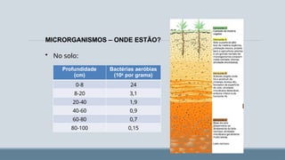 MICRORGANISMOS – ONDE ESTÃO?
• No solo:
Profundidade
(cm)
Bactérias aeróbias
(106 por grama)
0-8 24
8-20 3,1
20-40 1,9
40-60 0,9
60-80 0,7
80-100 0,15
 