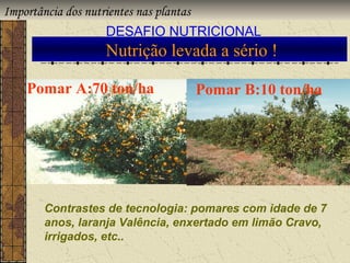 Importância dos nutrientes nas plantas
                    DESAFIO NUTRICIONAL
                Nutrição levada a sério !

   Pomar A:70 ton/ha            Pomar B:10 ton/ha




      Contrastes de tecnologia: pomares com idade de 7
      anos, laranja Valência, enxertado em limão Cravo,
      irrigados, etc..
 