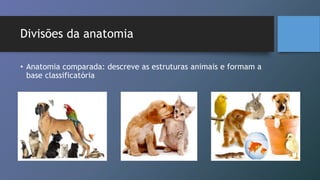 Divisões da anatomia
• Anatomia comparada: descreve as estruturas animais e formam a
base classificatória
 