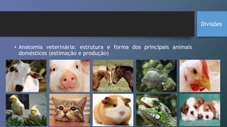 • Anatomia veterinária: estrutura e forma dos principais animais
domésticos (estimação e produção)
Divisões
 