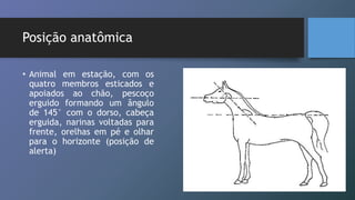 Posição anatômica
• Animal em estação, com os
quatro membros esticados e
apoiados ao chão, pescoço
erguido formando um ângulo
de 145° com o dorso, cabeça
erguida, narinas voltadas para
frente, orelhas em pé e olhar
para o horizonte (posição de
alerta)
 