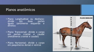 Planos anatômicos
• Plano Longitudinal ou Mediano:
divide em duas partes
iguais (antímeros esquerdo e
direito)
• Plano Transversal: divide o corpo
em partes cranial e caudal
(metâmeros cranial e caudal)
• Plano Horizontal: divide o corpo
em paquímeros dorsal e ventral
 