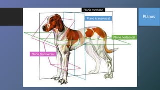 Plano transversal
Plano transversal
Plano horizontal
Plano mediano
Planos
 