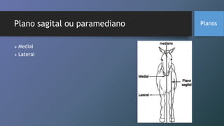 Plano sagital ou paramediano
 Medial
 Lateral
Planos
 
