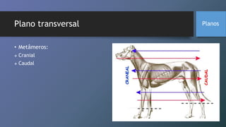 Plano transversal
• Metâmeros:
 Cranial
 Caudal
Planos
 