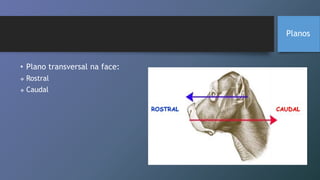 • Plano transversal na face:
 Rostral
 Caudal
Planos
 