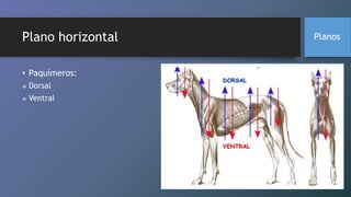 Plano horizontal
• Paquímeros:
 Dorsal
 Ventral
Planos
 