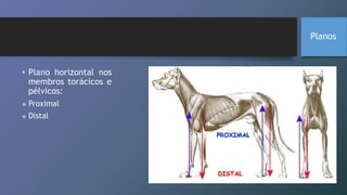 • Plano horizontal nos
membros torácicos e
pélvicos:
 Proximal
 Distal
Planos
 
