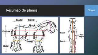 Resumão de planos Planos
 