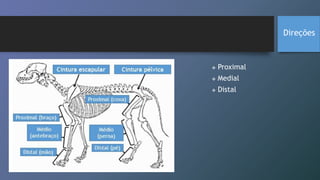  Proximal
 Medial
 Distal
Direções
 