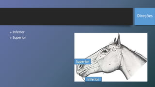  Inferior
 Superior
Direções
 