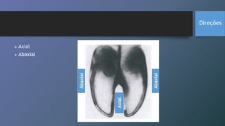  Axial
 Abaxial
Direções
 