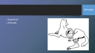  Superficial
 Profundo
Direções
 