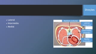 Mediano (coluna)
Lateral
(músculo)
Intermédio
(pulmão)
Medial
(coração)
Direções
 Lateral
 Intermédio
 Medial
 