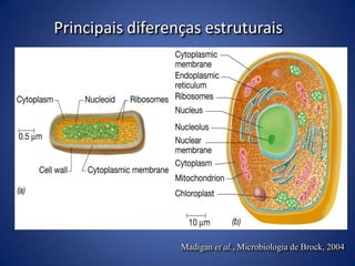 A CÉLULA EUCARIONTE (núcleo verdadeiro)80S