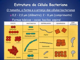 COMO CLASSIFICAMOS AS BACTÉRIAS?