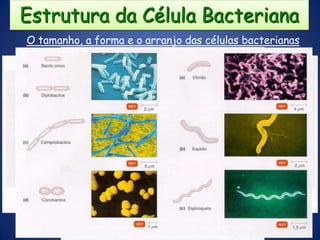 Estrutura da Célula BacterianaO tamanho, a forma e o arranjo das células bacterianas0,2 – 2,0 m (diâmetro); 2 – 8 m (comprimento)