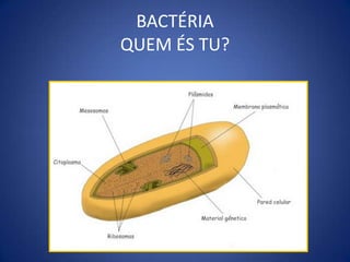 QUAIS OS COMPONENTES DA ESTRUTURA BACTERIANA?