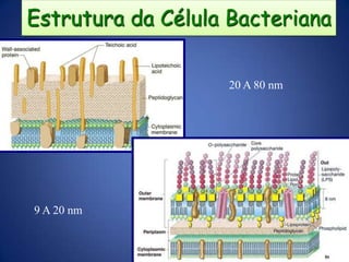 BACTÉRIA QUEM ÉS TU?