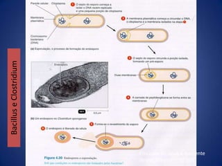 Fosfolipídeos e proteínas