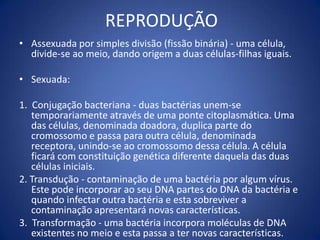  Mais flexíveis – sem esteróis