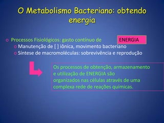 Mesossomo- associação com o material nuclear e sua replicação, atividade respiratória, divisão nuclear, formação de septo, formação de esporos e secreção de enzimas hidrolíticas.Estrutura da Célula BacterianaEstruturas Internas à Parede CelularEndosporos