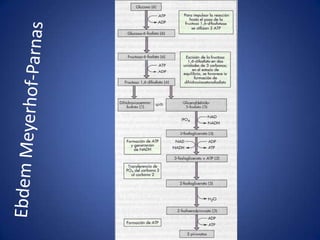 NUTRIÇÃO - Os Macronutrientes, Micronutrientes e Fatores de CrescimentoSUBSTÂNCIAS ESSENCIAIS PARA OBTENÇÃO DE ENERGIA – C, N, H20 E ÍONSCHONSPMACRONUTRIENTES – UTILIZADOS EM GRANDE QUANTIDADE (COMBUSTÍVEL):1) CARBONO: presente na maioria das substâncias que compõe a		   célula			