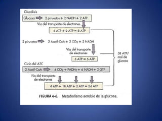 NUTRIÇÃO - Os Macronutrientes, Micronutrientes e Fatores de CrescimentoMACRONUTRIENTES: 2) Oxigênio: 	Importante elemento de moléculas orgânicas e                       inorgânicas. Em sua forma molecular, é requerido 		como aceptor final de elétrons. 		A EXIGÊNCIA DE O2 DE UMA DETERMINADA BACTÉRIAREFLETE O MECANISMO UTILIZADO PARA SATISFAZERSUAS NECESSIDADES ENERGÉTICASANAERÓBIOAERÓBIO
