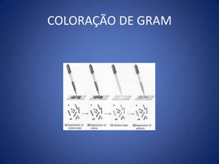 Cinética do Crescimento Bacteriano=Crescimento BacterianoNúmero de Indivíduos!!!!TabiqueFissão Binária