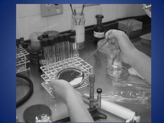 Fases do Crescimento BacterianoNo crescimento em meio de cultura líquido, as bactérias apresentam uma curva de crescimento uniforme, quando expresso em logaritmo do número de bactérias ao longodo tempo