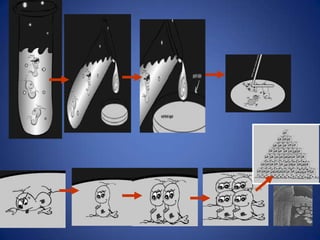 *FASE LAG: ou de retardo; ajuste fisiológico.Células sintetizam cofatores e metabólitos essenciais e prepara o reservatório de nutrientes. Fases do Crescimento Bacteriano
