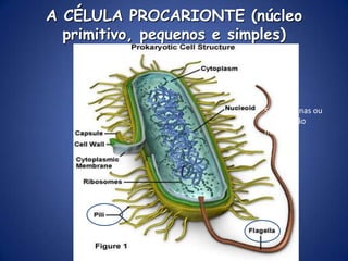 Classificação dos seres vivos - Whittaker, 1969Pommerville, J.C. (2004) Alcamo'sfundamentalsofmicrobiology