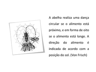 A abelha realiza uma dança
circular se o alimento está
próximo, e em forma de oito
se o alimento está longe. A
direção   do    alimento       é
indicada de acordo com a
posição do sol. (Von Frisch)
 