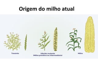 Aula 1 - Milho - Origem e importância.pdf