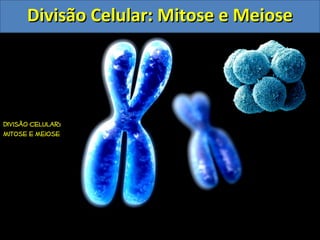 DDiivviissããoo CCeelluullaarr:: MMiittoossee ee MMeeiioossee 
Aula 
Programad 
a 
Biologia 
Tema: 
Divisão celular: 
Mitos...