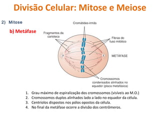 Divisão Celular: Mitose e Meiose 
2) Mitose 
b) Metáfase 
1. Grau máximo de espiralização dos cromossomos (visíveis ao M.O...