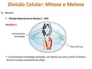 Divisão Celular: Mitose e Meiose 
3) Meiose 
 Divisão Reducional ou Meiose I – (R!) 
Metáfase I 
Cromossomos 
Homólogos 
...