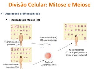Divisão Celular: Mitose e Meiose 
4) Alterações cromossômicas 
 Finalidades da Meiose (R!) 
46 cromossomos 
paternos (2n)...