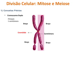 Divisão Celular: Mitose e Meiose 
1) Conceitos Prévios 
• Cromossomo Duplo 
Braço 
Centrômero 
Braço 
Braço 
Cromátide 
Br...