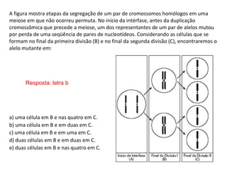 A figura mostra etapas da segregação de um par de cromossomos homólogos em uma 
meiose em que não ocorreu permuta. No iníc...