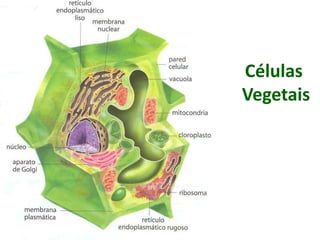 Células
Vegetais
 