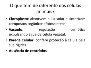 O que tem de diferente das células
             animais?
• Cloroplasto: absorvem a luz solar e sintetizam
  compostos orgânicos (fotossíntese).
• Vacúolo:          regulação          osmótica
  expulsando água da célula vegetal.
• Parede Celular: confere proteção à célula pela
  sua rigidez.
• Ausência de centríolos
 